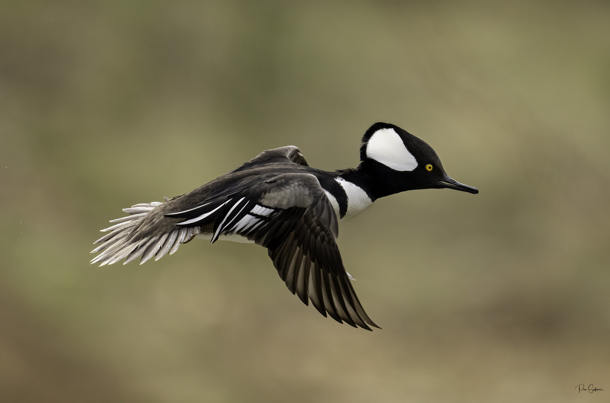 Hooded Merganser