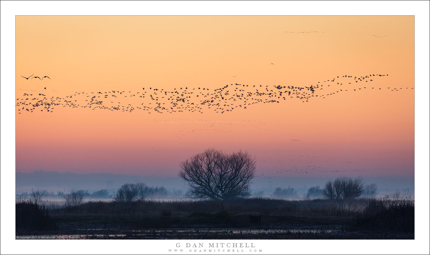 Birdscapes
