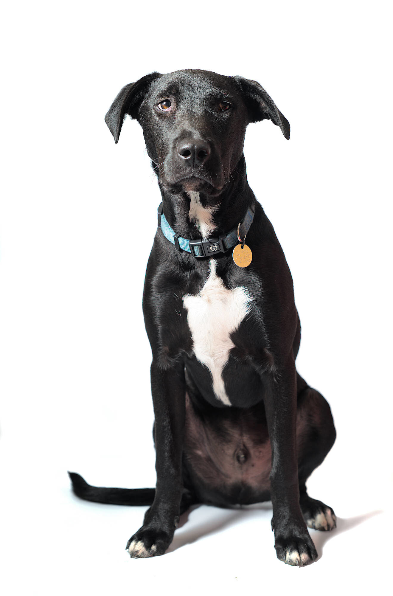 Dogs on white background... CC wanted please!