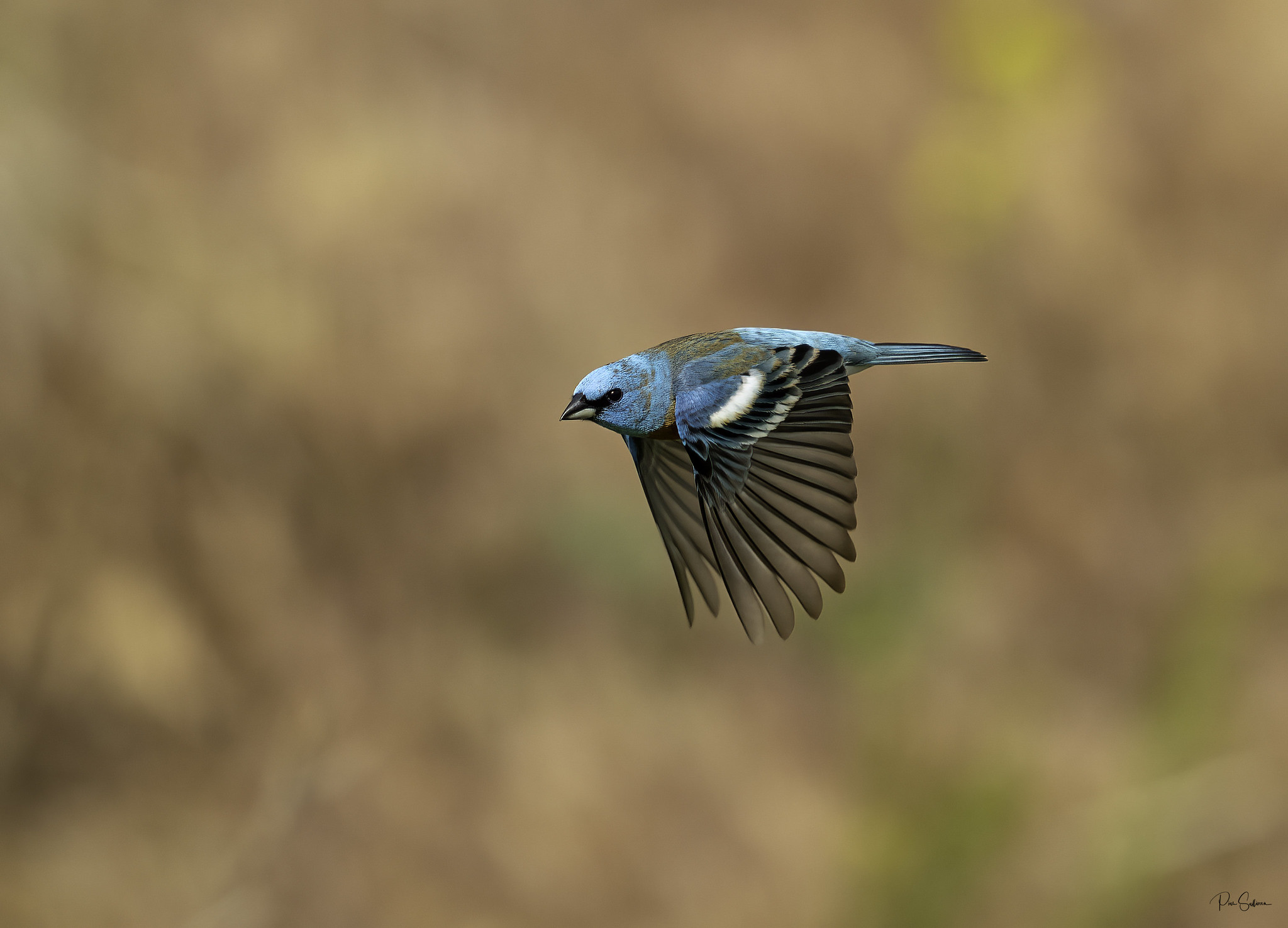 Lazuli Bunting in flight