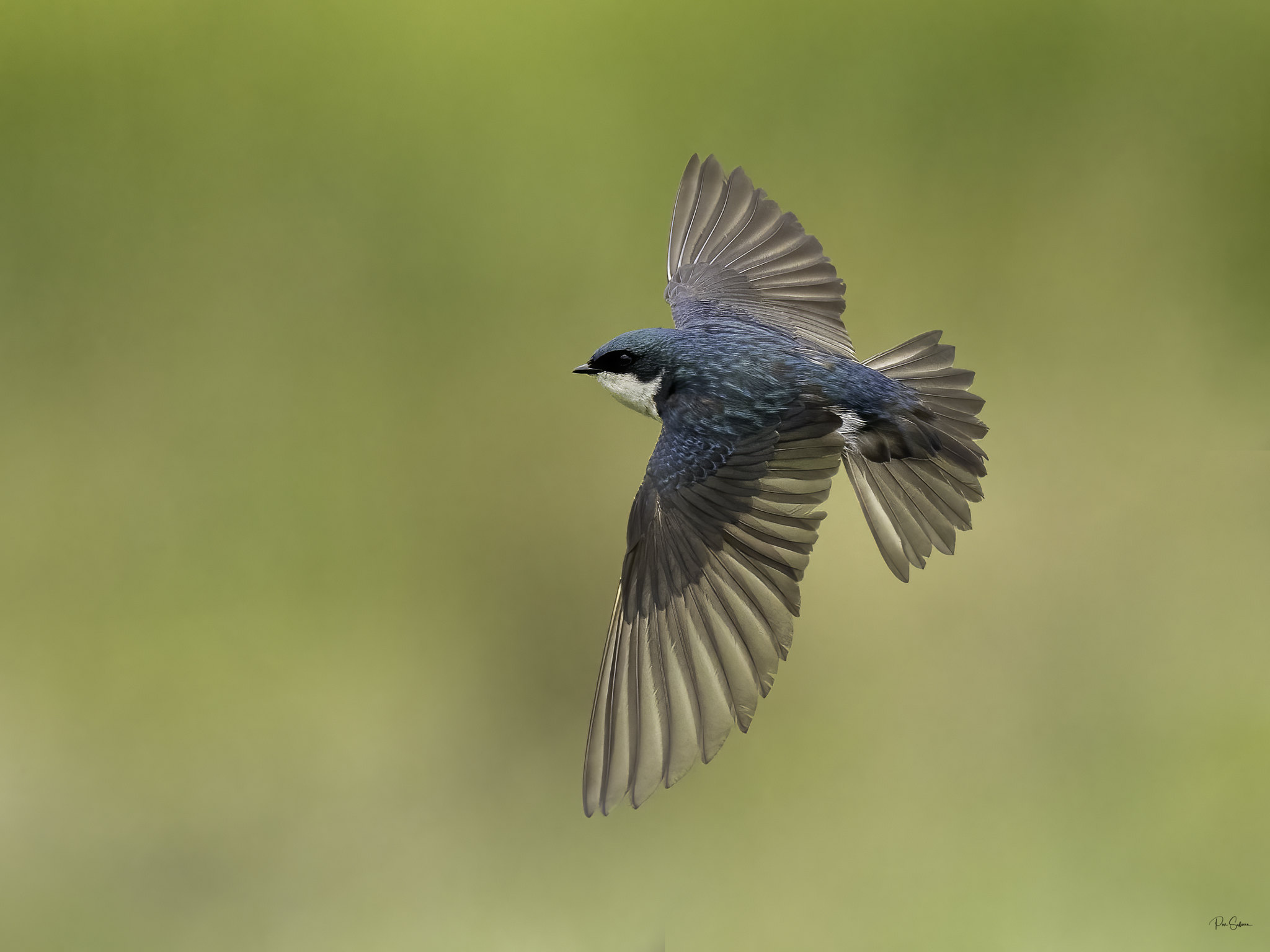 Tree Swallows in flight.