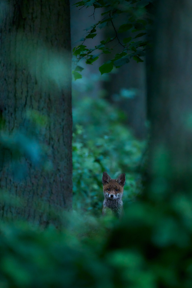 Red fox cubs 2022