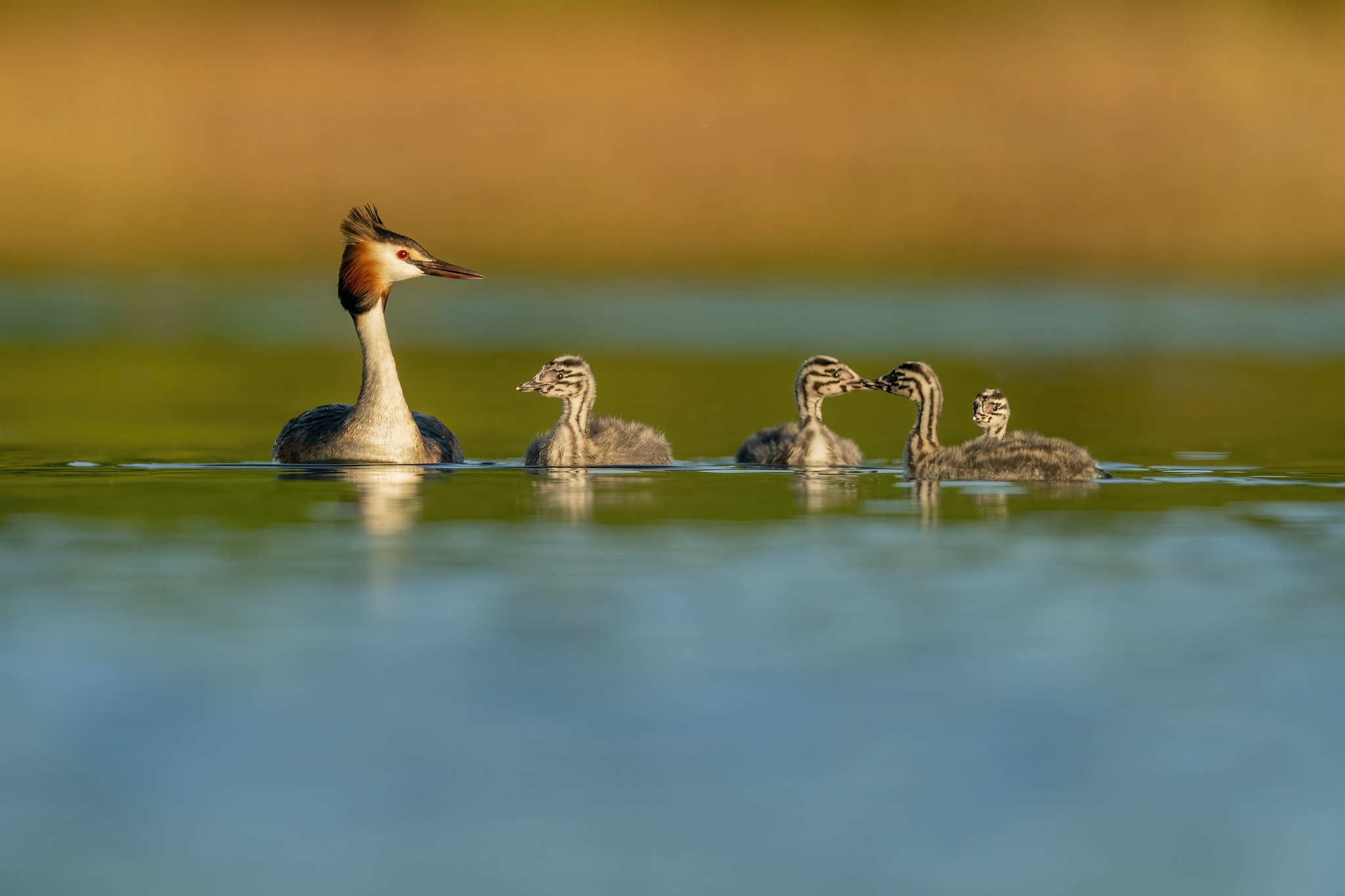 Great crested grebes - a short photo story of their family life