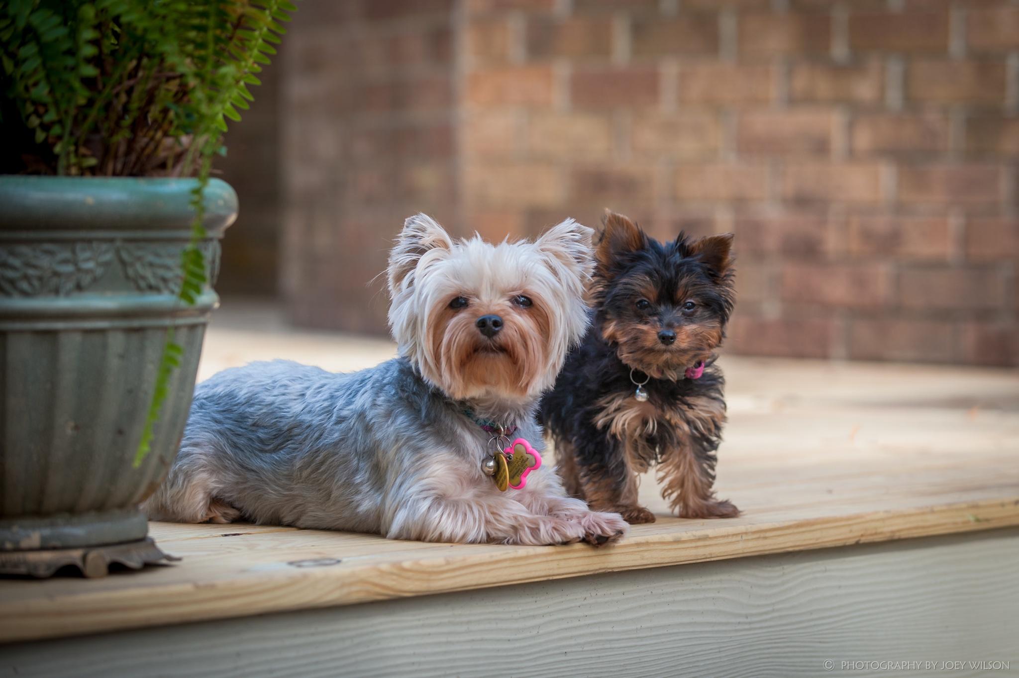 My wife's guard dogs...