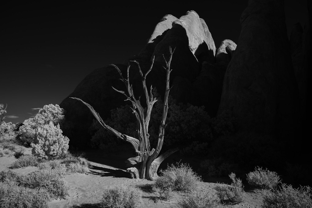 Tree in Arches National Park