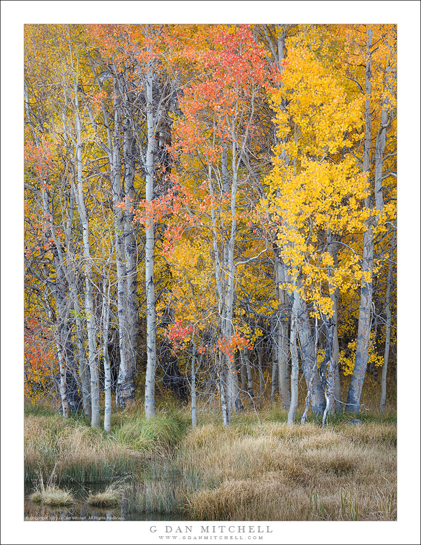 From the Other Coast � Sierra Nevada Fall Color