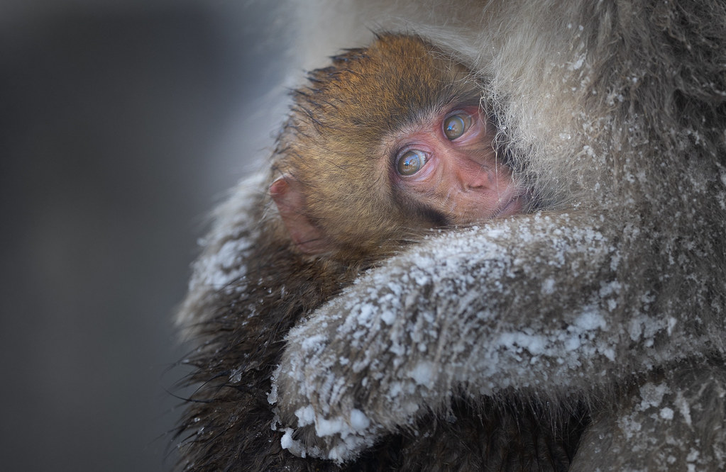 Japanese Snow Monkeys