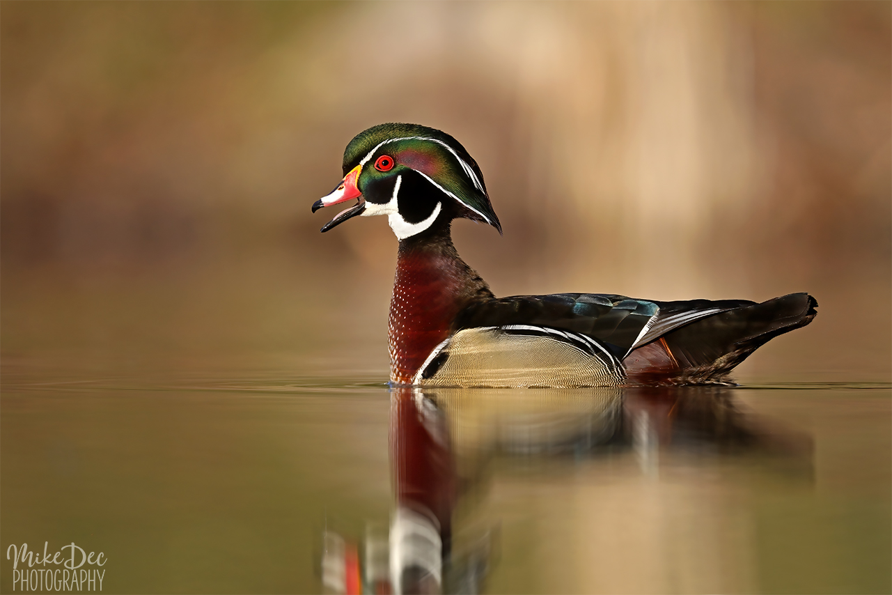 Wood Ducks on the Pond, April/May 2023