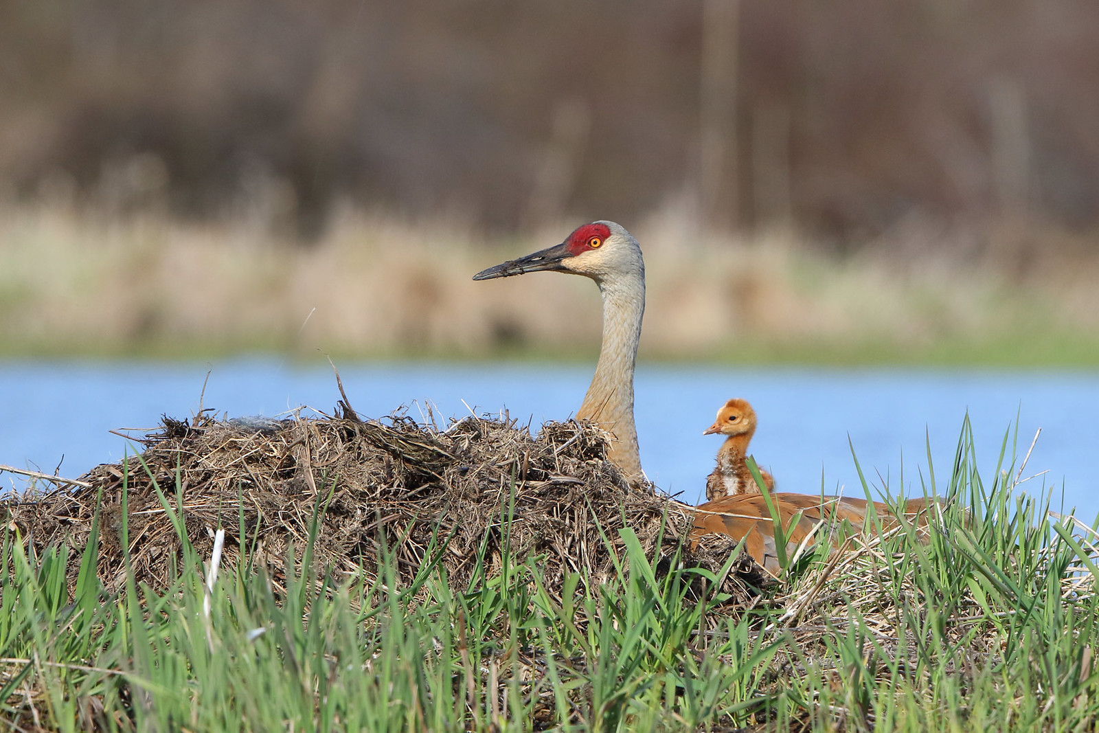 Sandhill crane and Colts