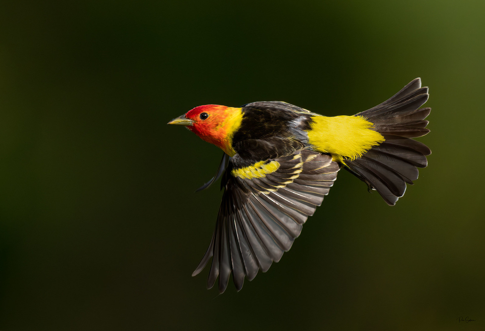 Western Tanager
