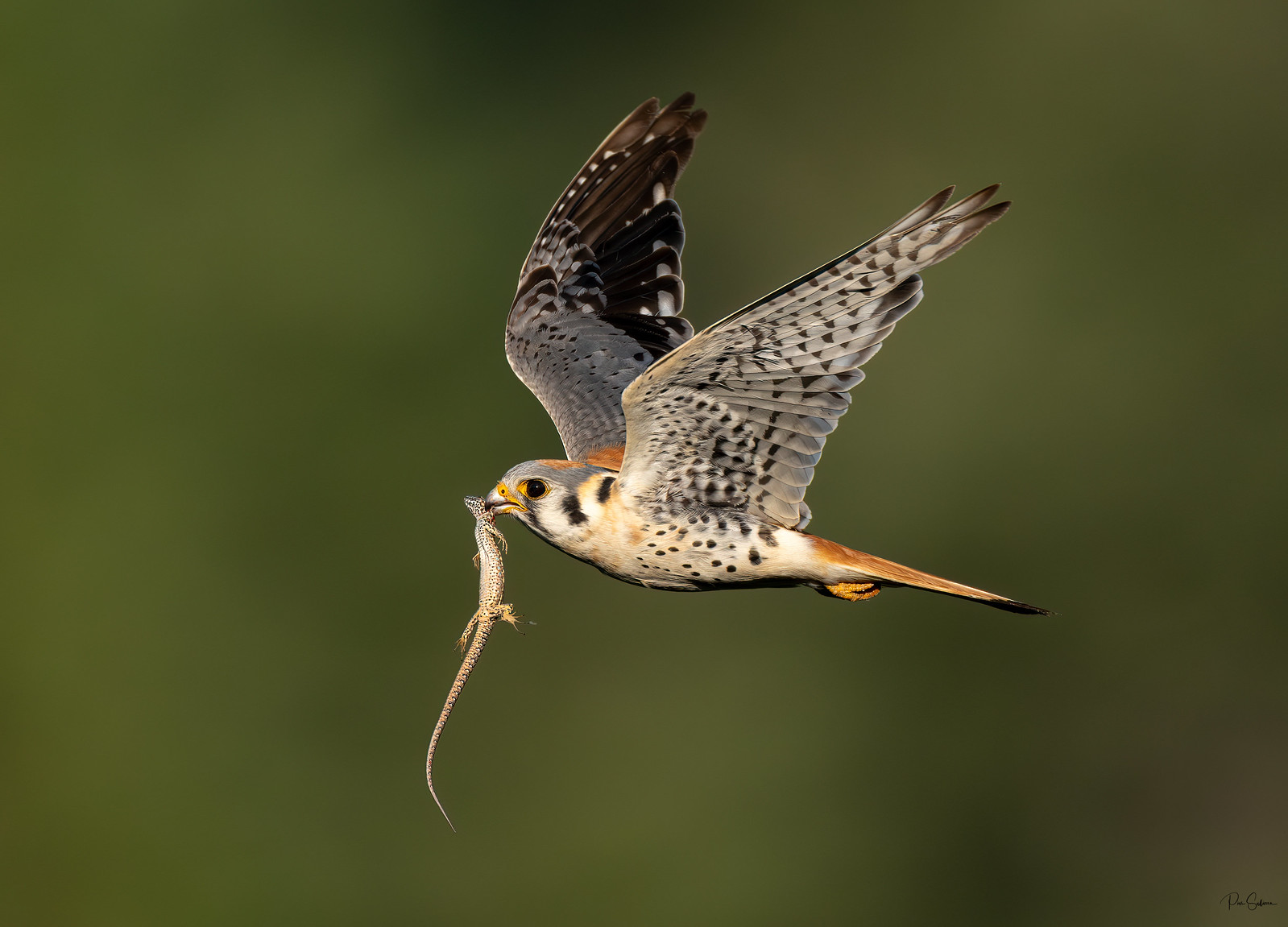 American Kestrel