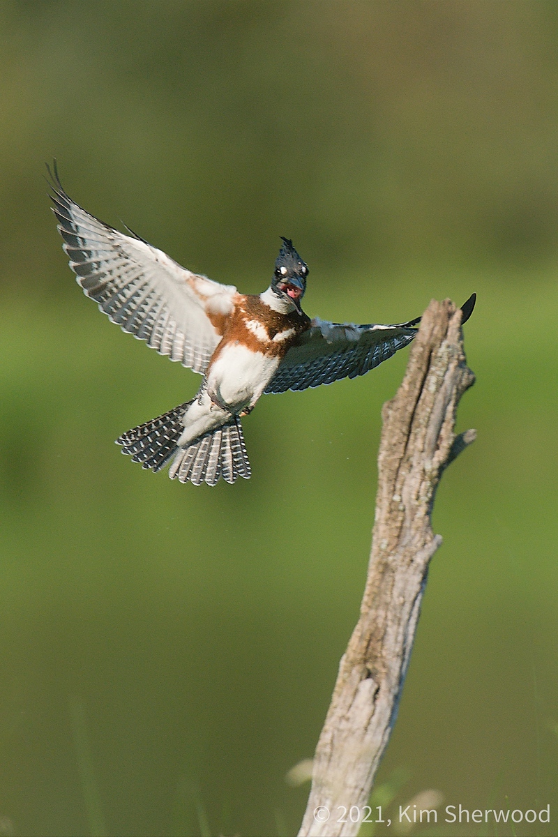 My allotted success with Kingfishers (?)