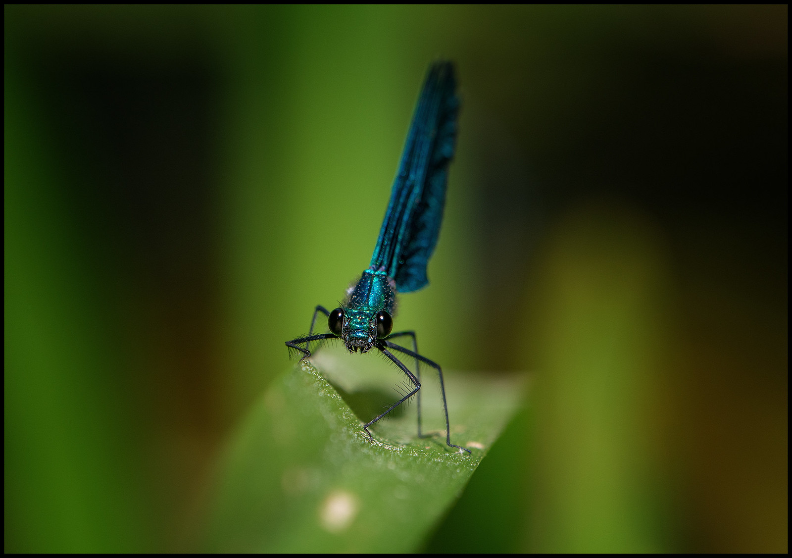 Just some macro shots