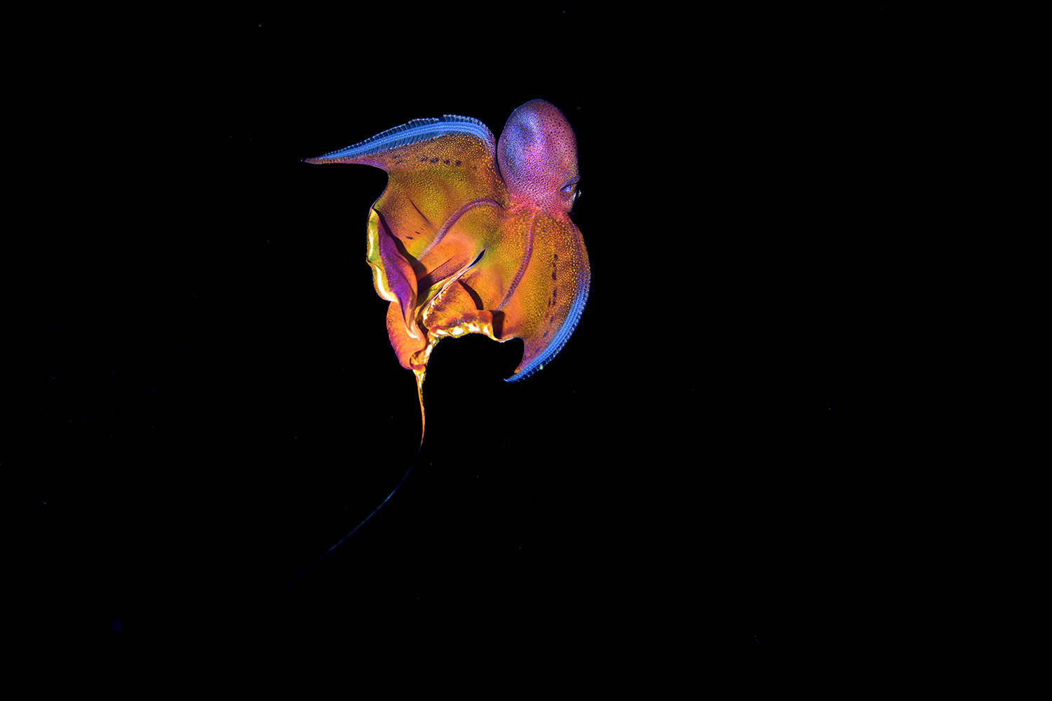 My first black water diving, blanket octopus, paper nautilus and a few misc other stuffs (lots of photos).