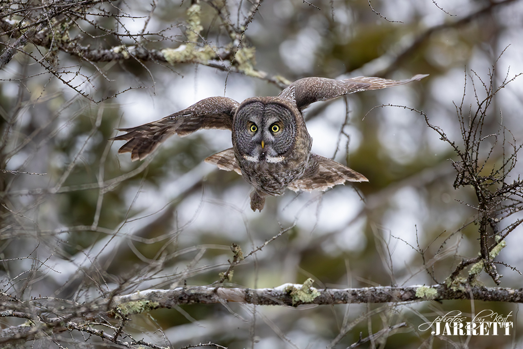 Great Gray Owl, Head on Launch Series