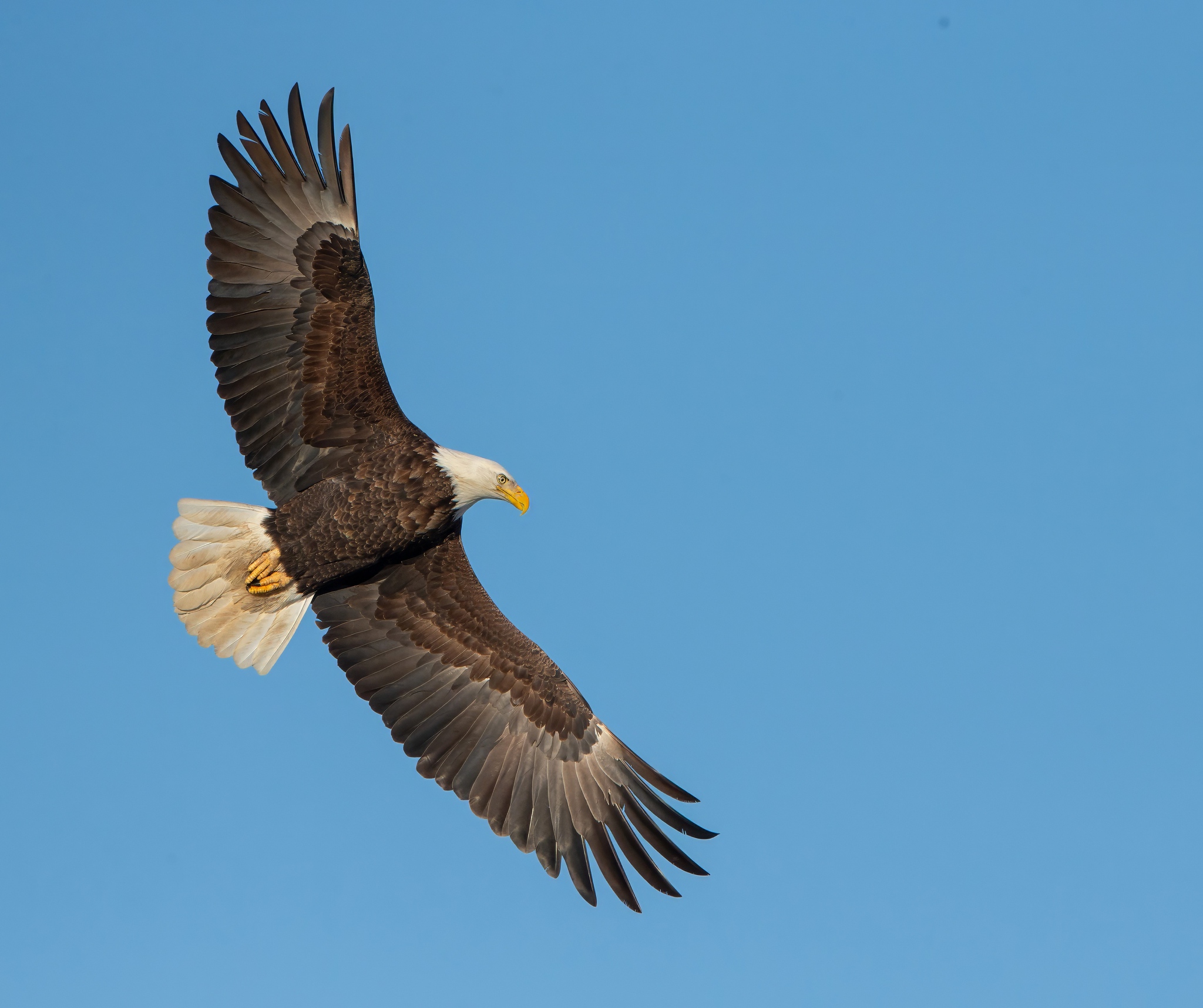 Sax Zim and Nice Eagle Surprise At Home