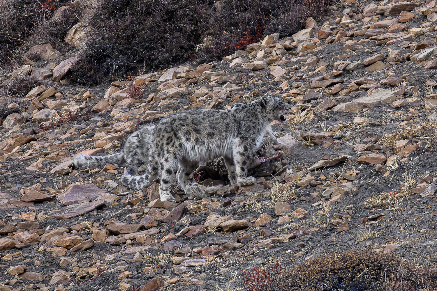 snow leopard sans snow in Spiti Valley, India