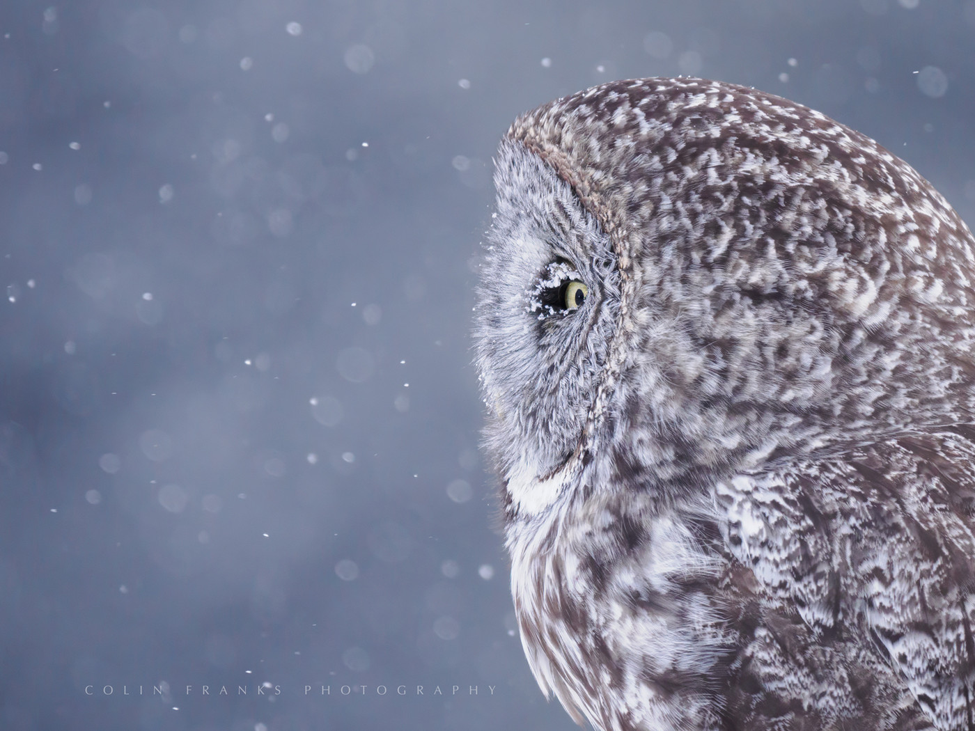 Winter Owls