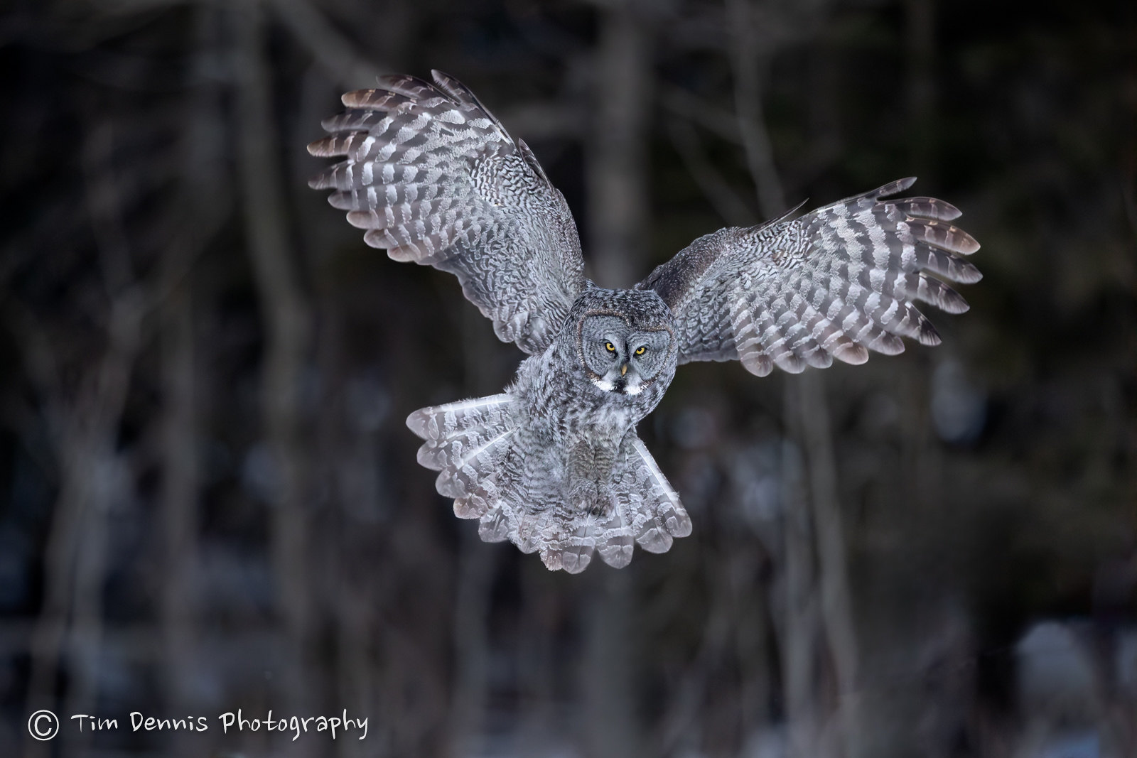 Great Gray Owls
