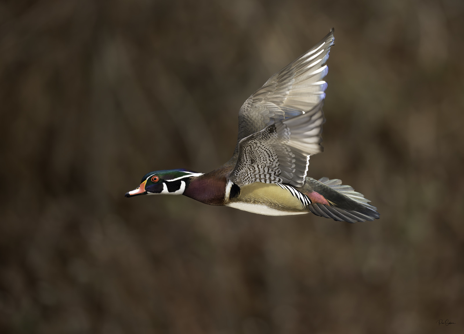 Male Wood Duck in flight
