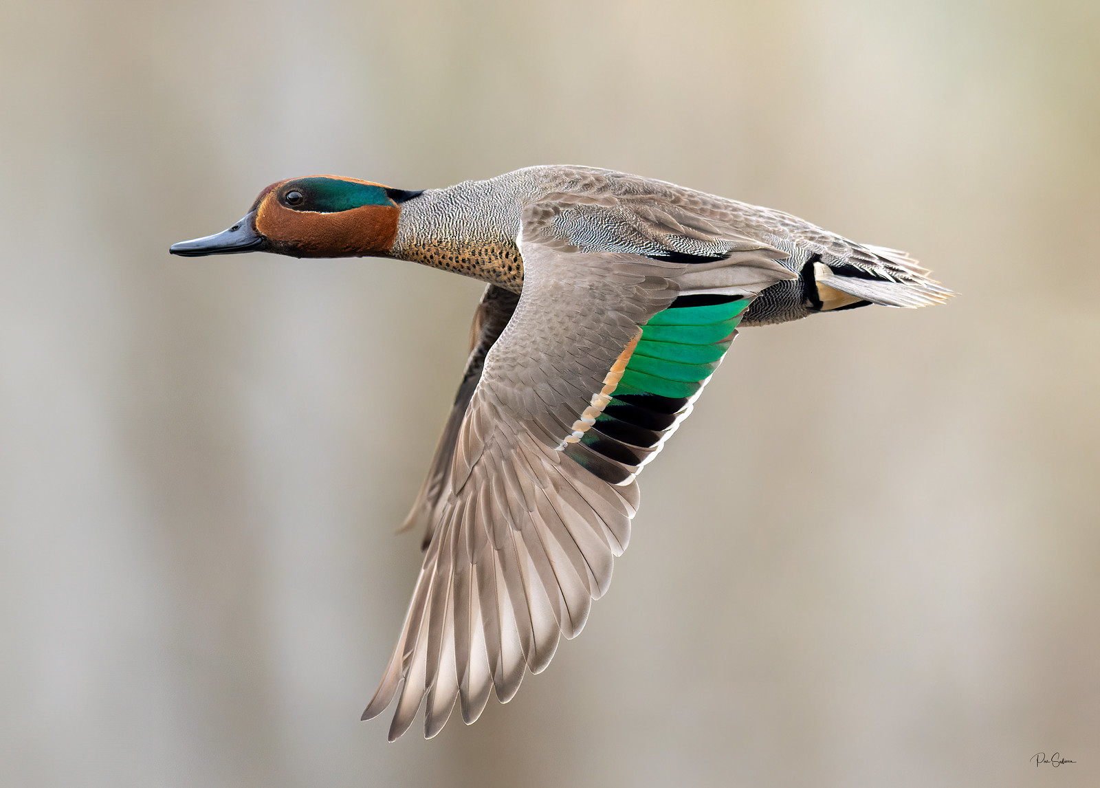 Green Winged Teal