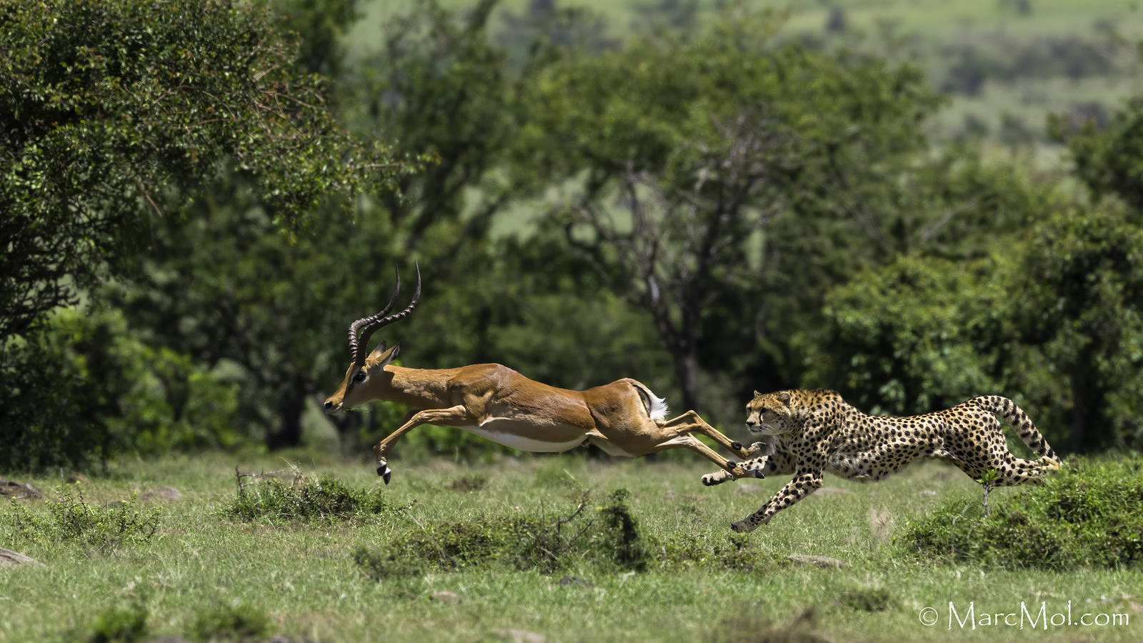 Impala's really can fly! (Cheetah successfully hunting an Impala Ram)