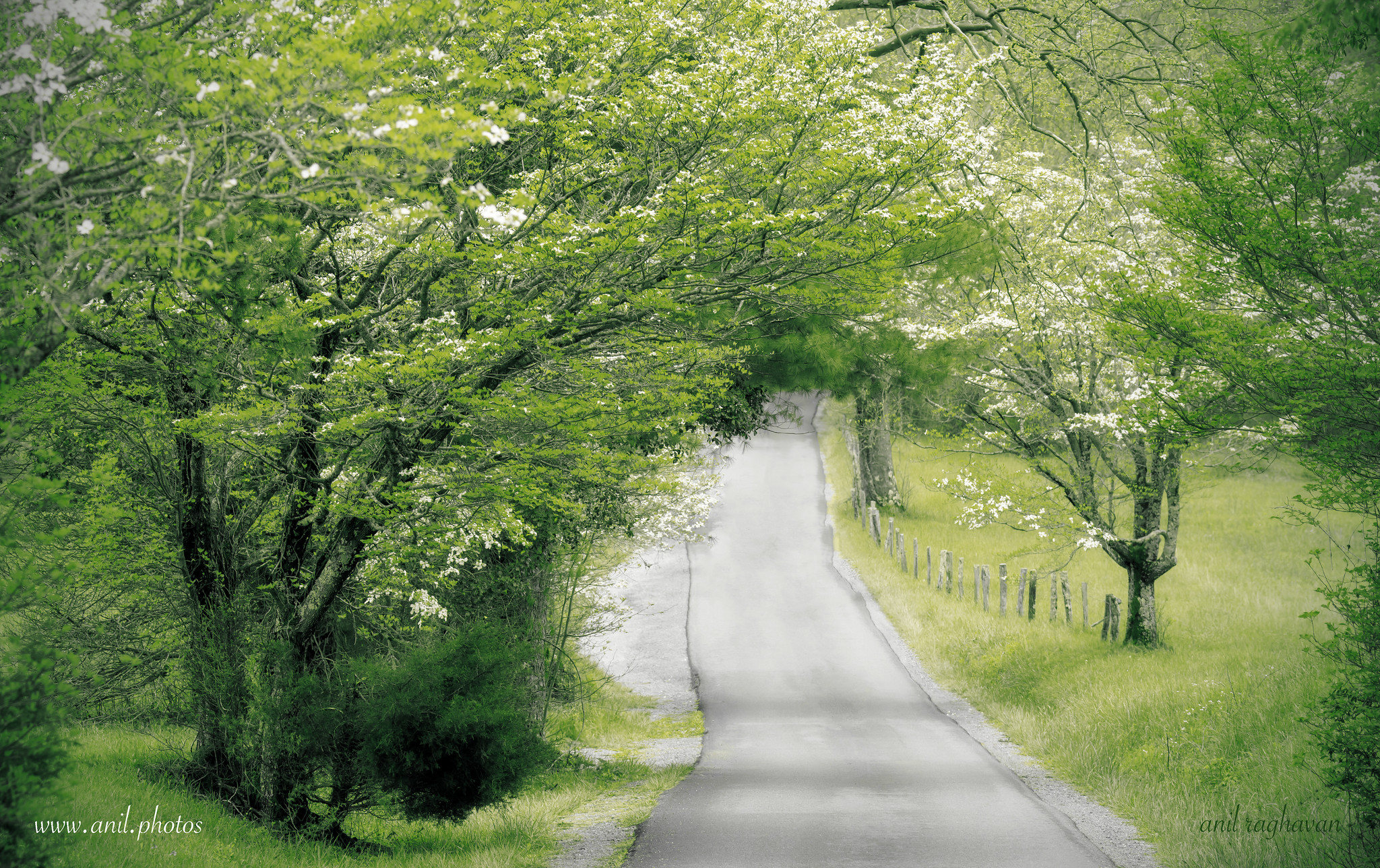 Feast your eyes on some Tennessee Green