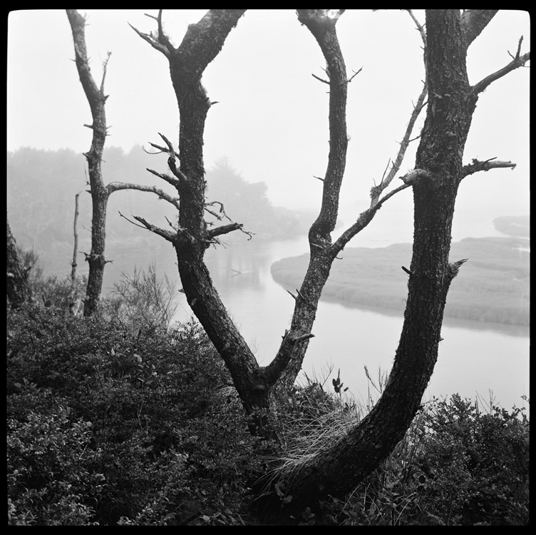 estuary fog
