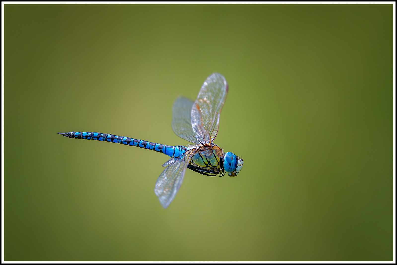 Dragonflies and robust spreadwing