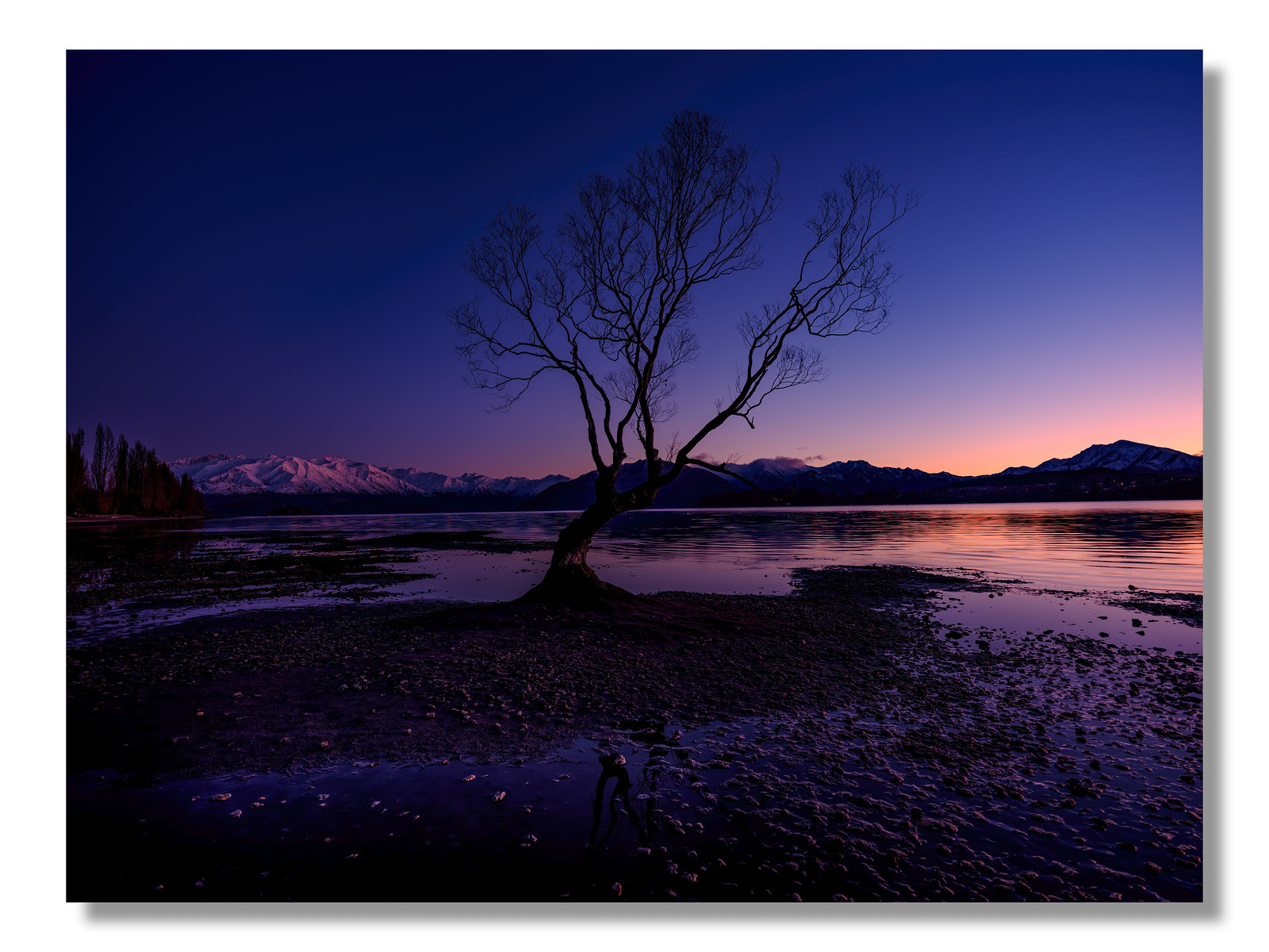 That Wanaka Tree