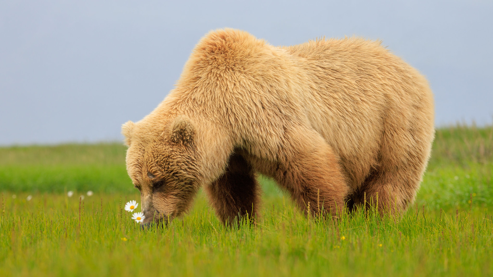 Hallo Bay Part Deux - bear portraits &amp; interactions