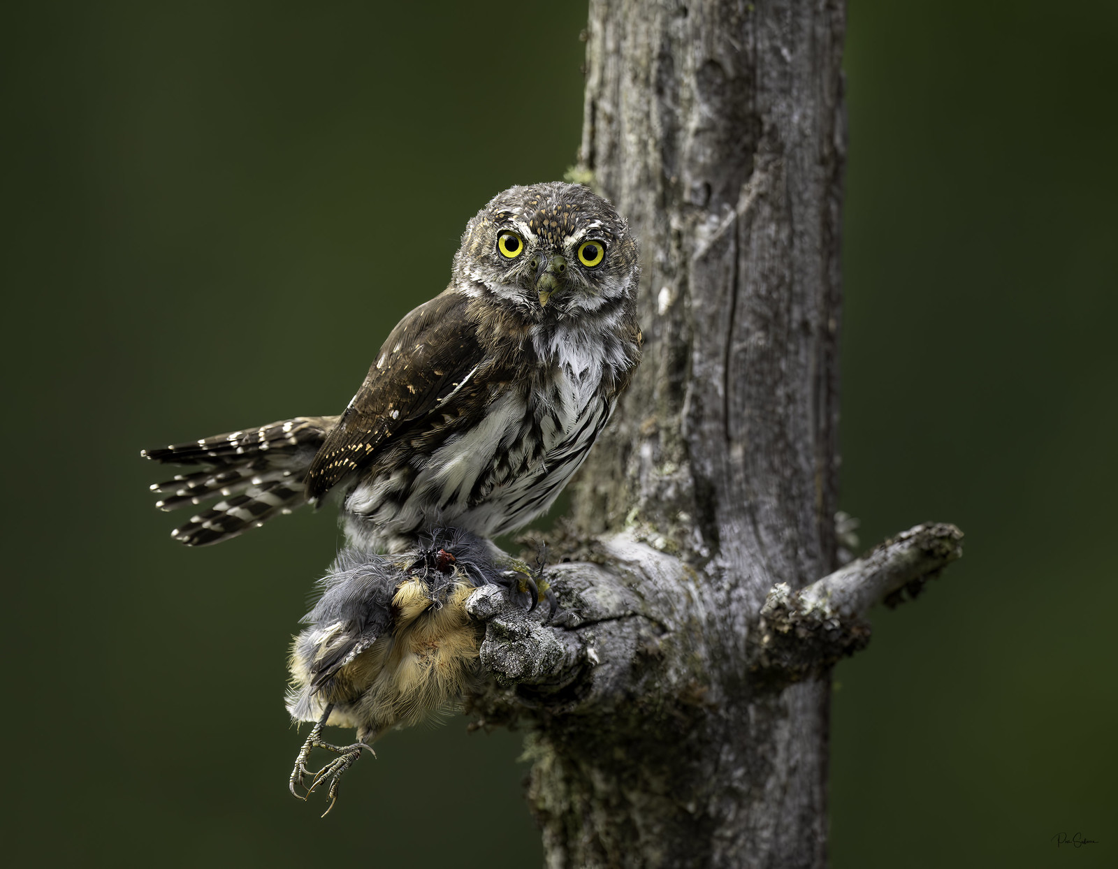 Northern Pygmy Owl