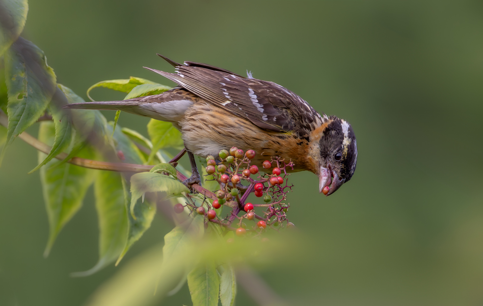 Black-headed Grosbeak