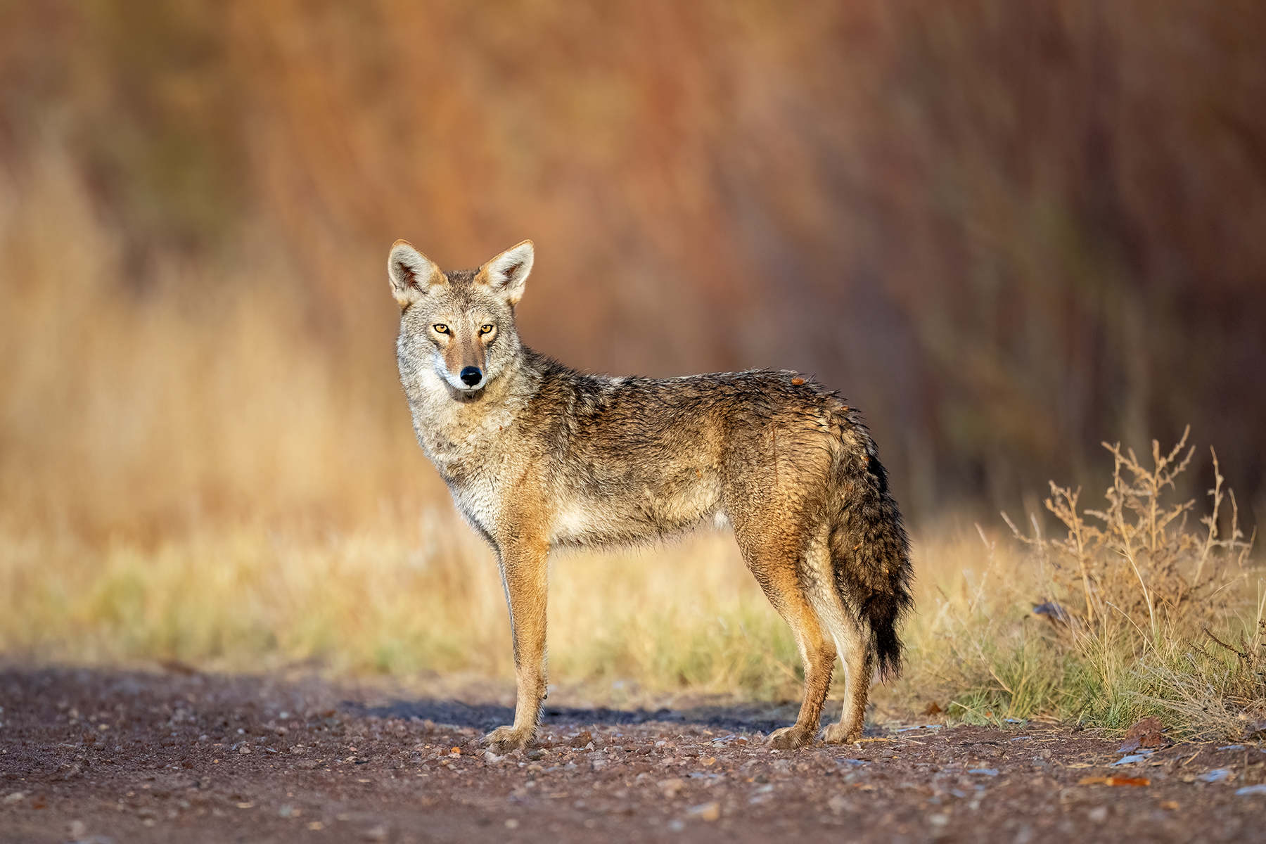 Thinking about Bosque del Apache