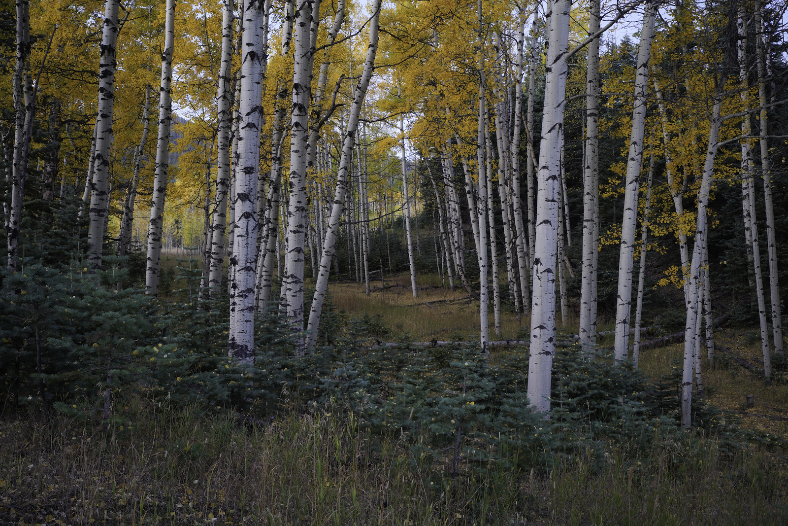 A Morning Walk in Colorado