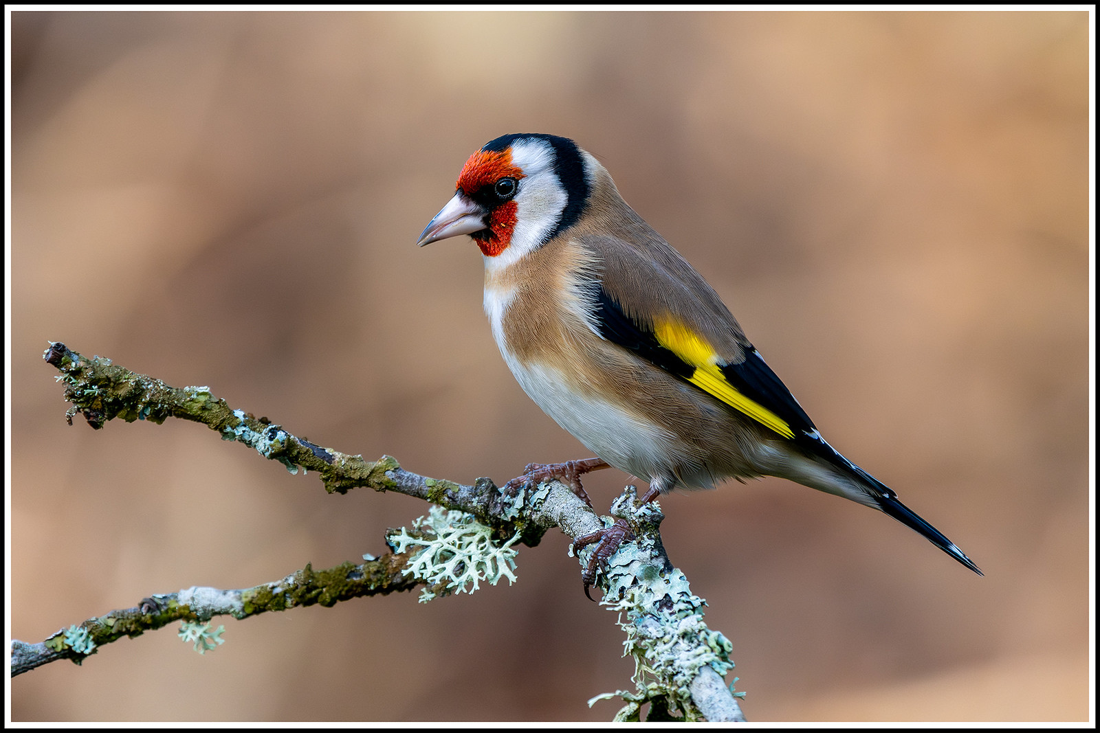 European goldfinch