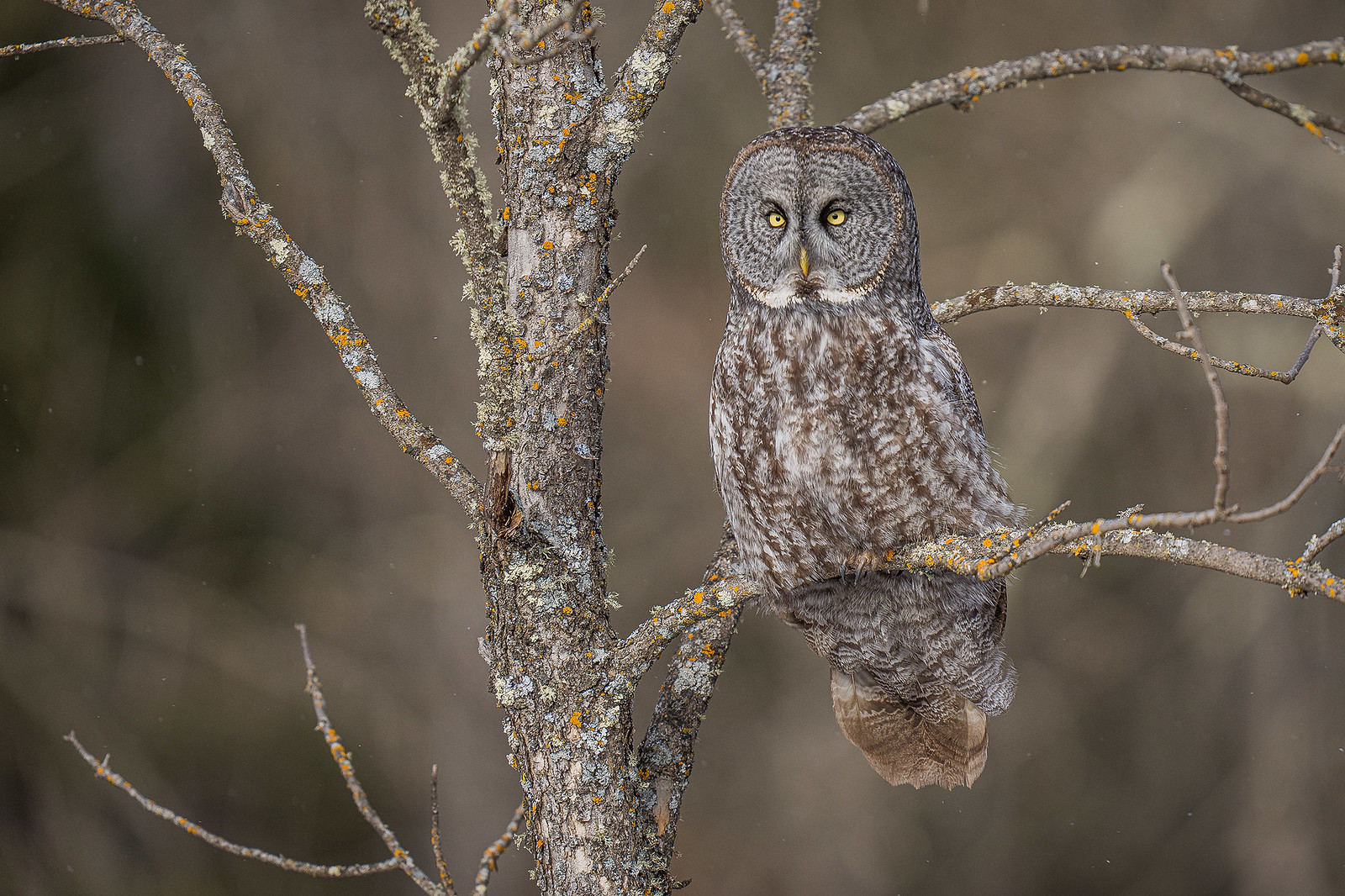 Great Grey Owls
