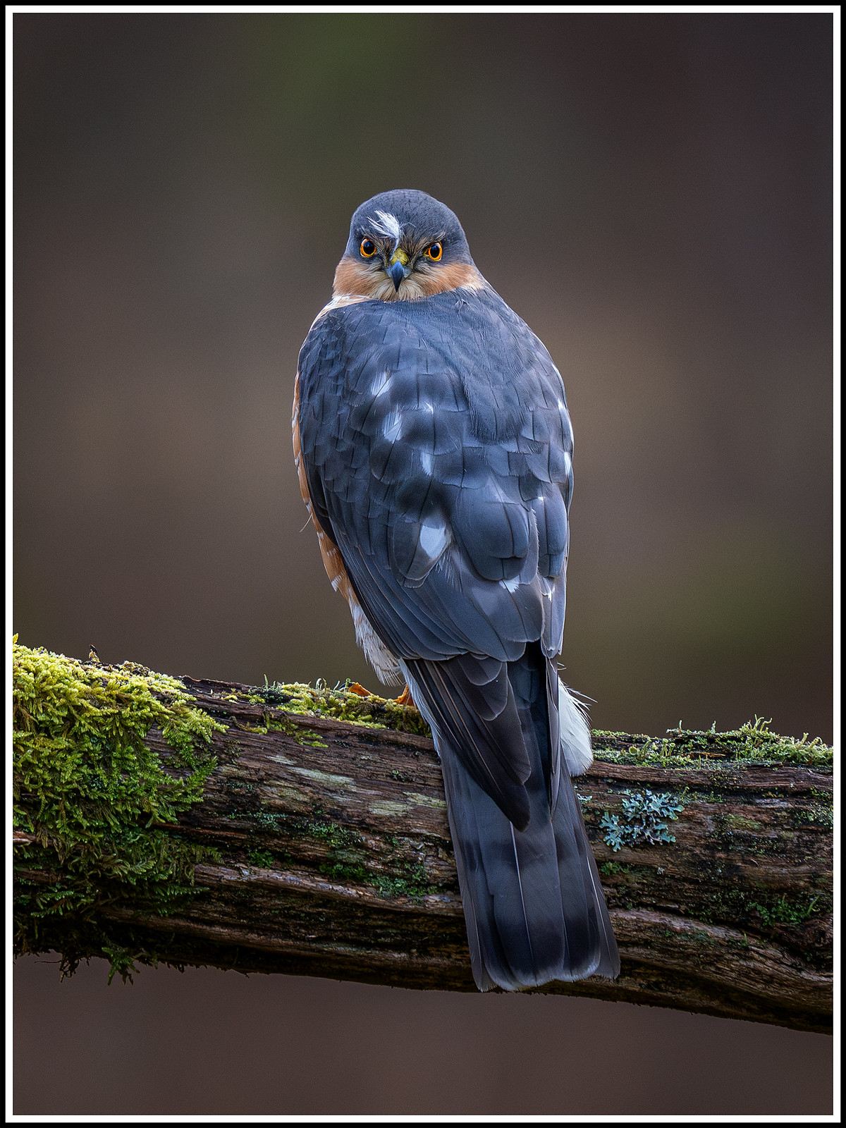 Eurasian sparrowhawk