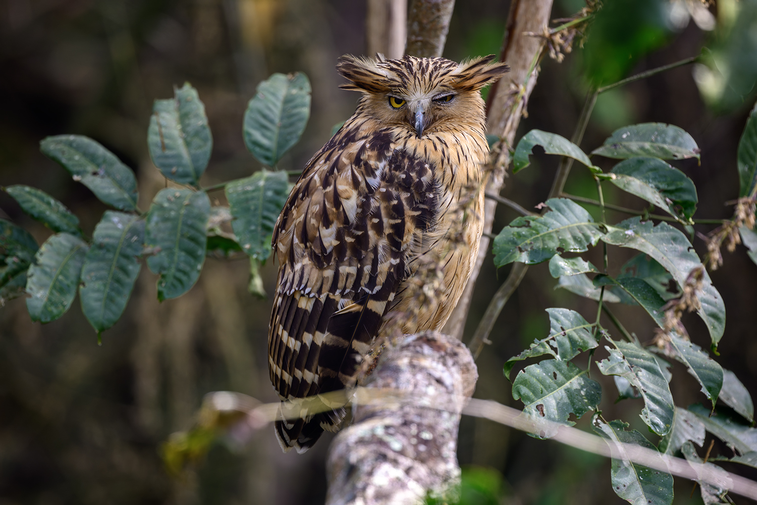 Buffy Fish Owl