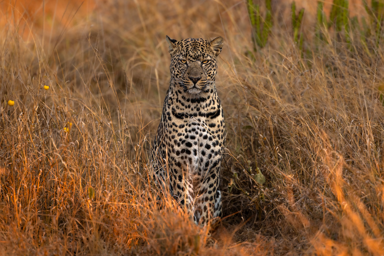 Leopards of Laikipia and Elephants of Amboseli (Kenya)