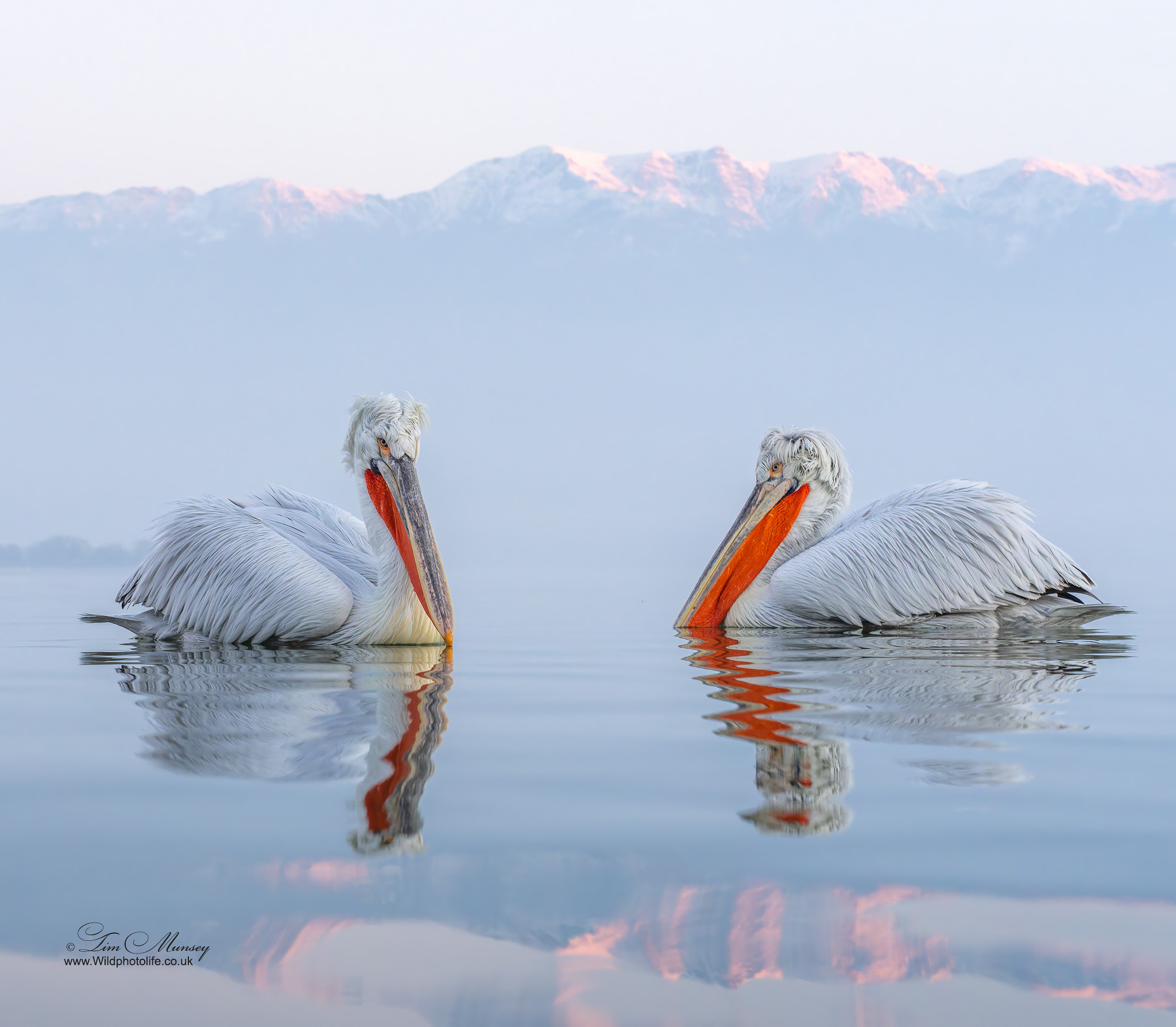 Lake Kerkini Pelicans (image heavy)
