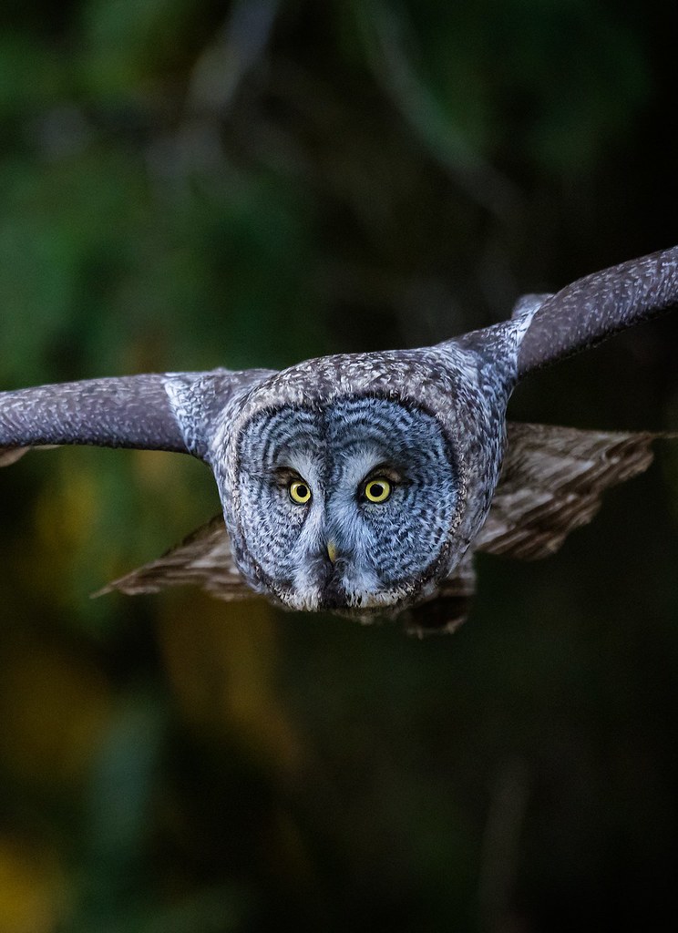 Great gray owl encounter.