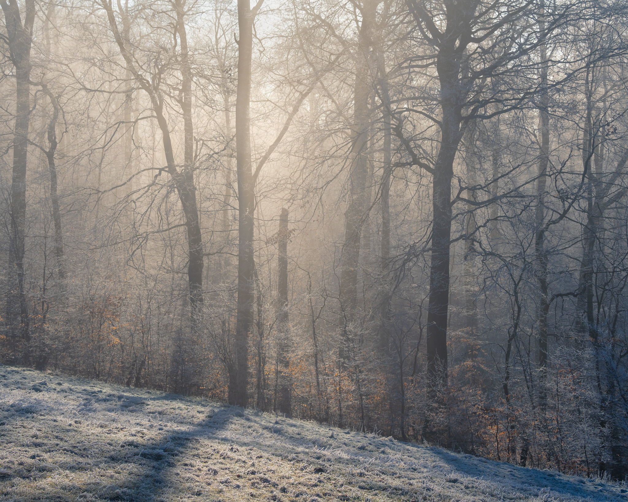 Unexpected Winter Wonderland