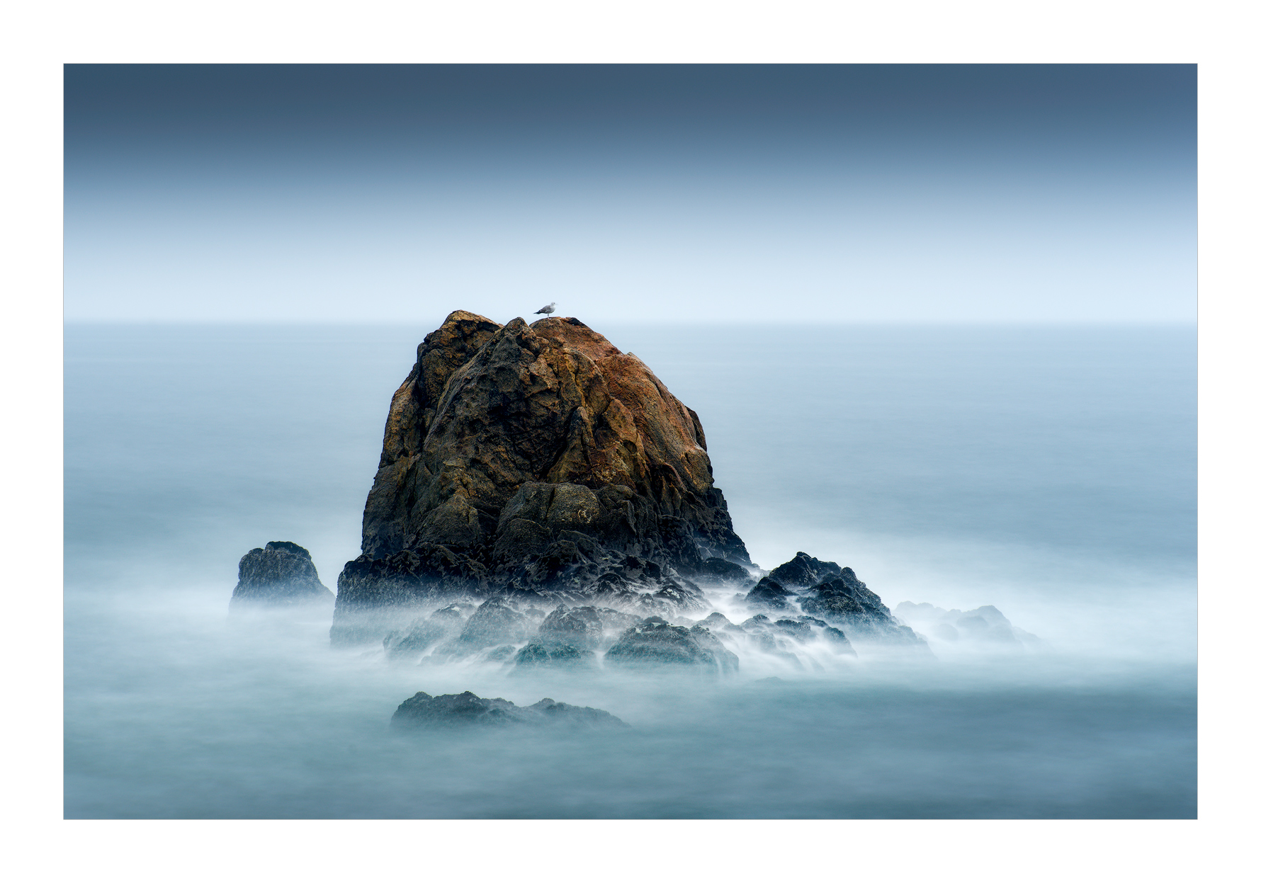 The lonely seagull