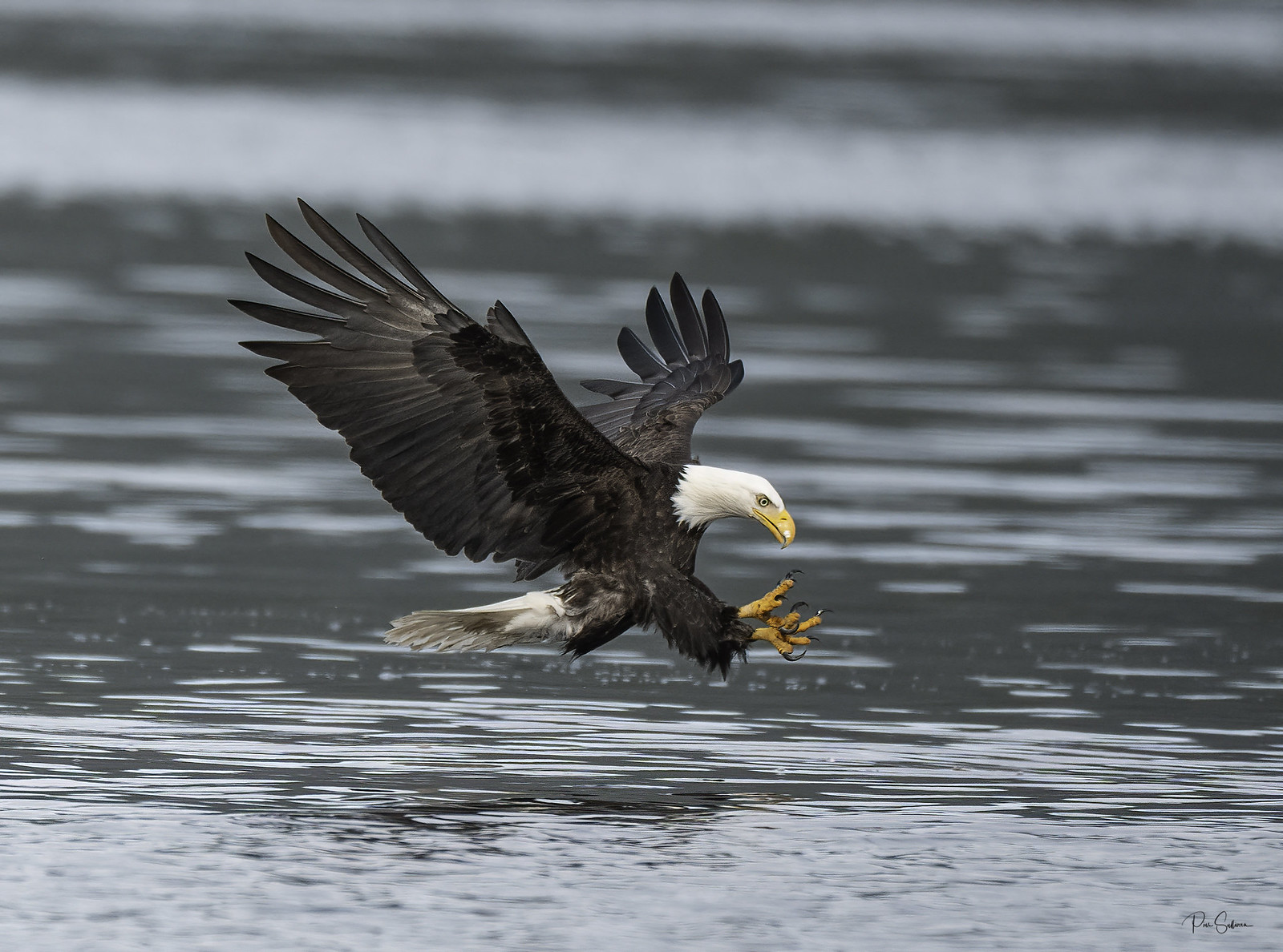 Herring Season