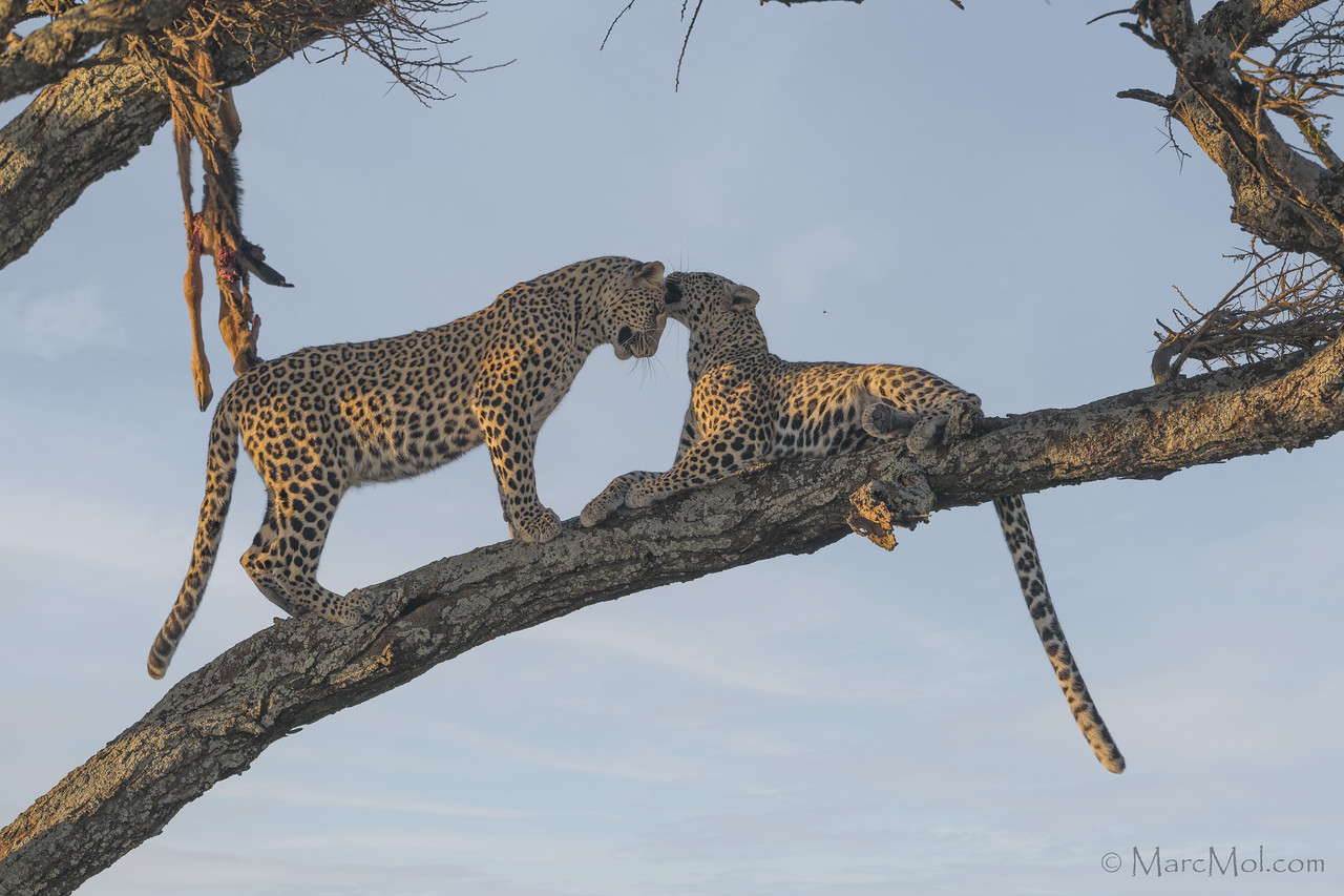 A Leopard dangles precariously some 30ft off the ground!