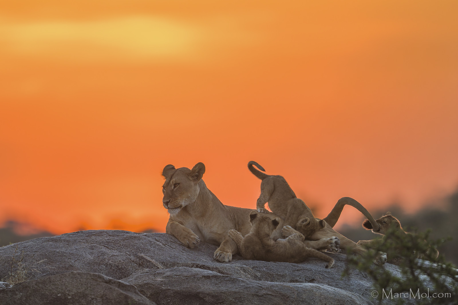 A Lioness and her 3 cubs watching the Sun come up.
