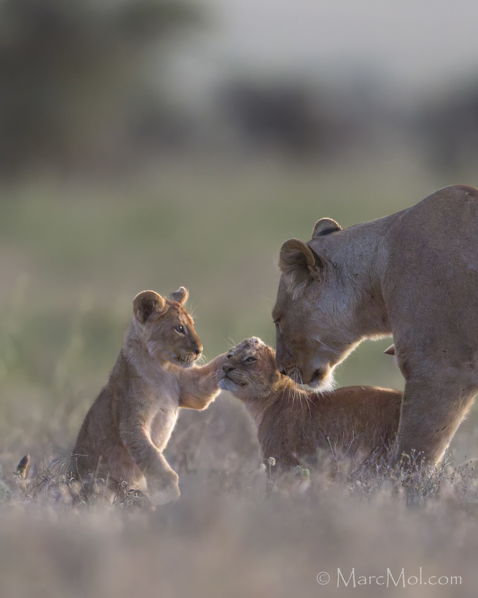 Some Lion lovin'
