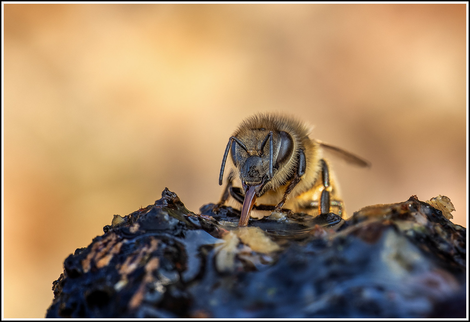 Some bees !