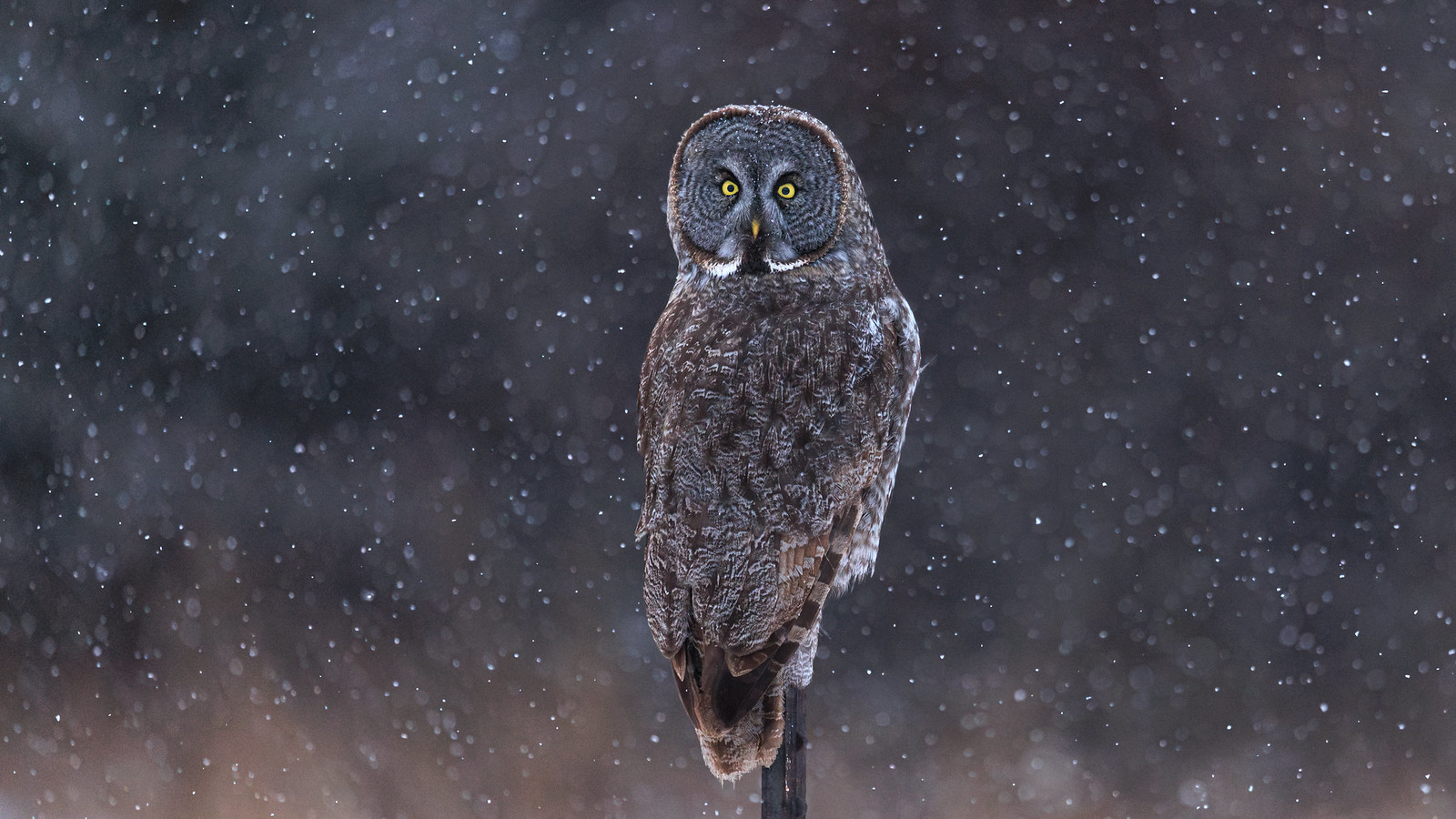 A dream two decades in the making  - Great Grey Owls